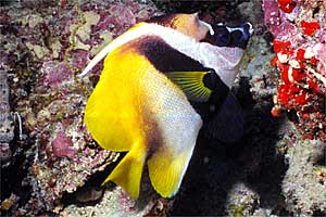 Pesce bandiera mascherato (Heniochus monoceros)