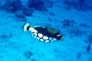 Pesce balestra clown (Balistoides conspicillum)
