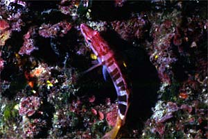 Sciarrano (Serranus scriba)