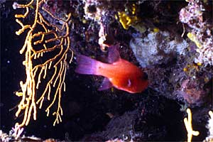 Re di triglie (Apogon imberbis)