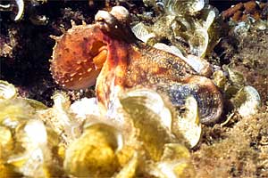 Polpo comune (Octopus vulgaris)