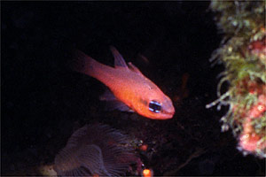 Re di triglie (Apogon imberbis)