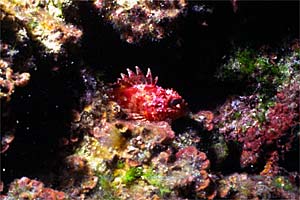Scorfanotto (Scorpaena notata)