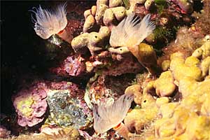 Verme dal ciuffo bianco (Protula tubularia)