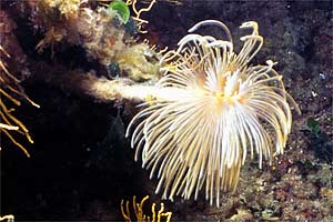 Spirografo (Sabella spallanzanii)