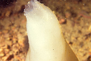 Pigna di mare (Phallusia mammillata)