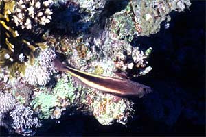 Pesce falco (Paracirrhites forsteri)
