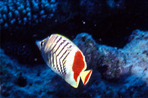 Pesce farfalla coda rossa (Chaetodon paucifasciatus)