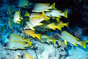 Gaterino tropicale (Plectorhinchus gaterinus)