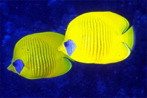 Pesce farfalla semimascherato (Chaetodon semilarvatus)