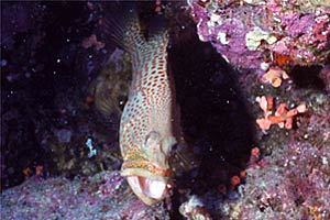 Cernia tropicale (Anyperodon leucogrammicus)