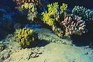 Pesce coccodrillo (Papilloculiceps longiceps)