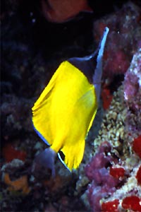 Pesce farfalla (Forcipiger longirostris)