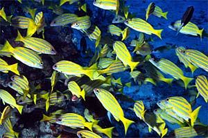 Pesce azzannatore striato (Lutjanus kasmira)