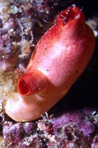 Patata di mare (Halocynthia papillosa)