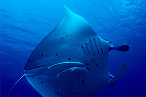 Manta (Manta birostris)