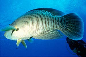 Pesce napoleone (Cheilinus undulatus)