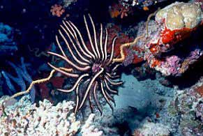 Crinoide (Oxycomanthus bennetti)