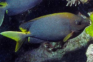 Siganide (Siganus stellatus)