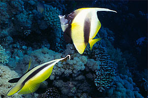 Pesce farfalla virgola (Heniochus intermedius)