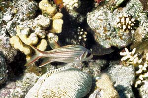Pesce scoiattolo rosso (Sargocentron rubrum)