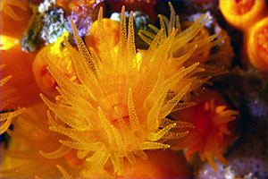 Madrepora arancione (Astroides calycularis)