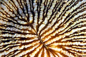 Corallo fungo (Fungia scruposa)