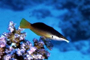 Labride uccello (Gomphosus caeruleus)