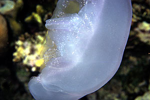 Medusa quadrifoglio (Aurelia aurita)