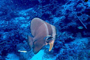 Pesce pipistrello pinna lunga (Platax teira)