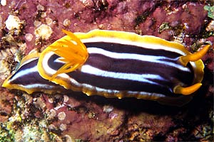 Nudibranchio pigiama (Chromodoris quadricolor)