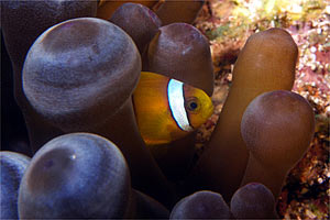 Pesce pagliaccio (Amphiprion bicinctus)