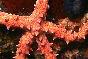 Stella marina egiziana (Gomophia egyptiaca)