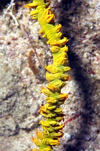 Corallo frusta (Cirripathes anguina)