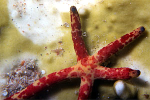 Stella marina (Linckia multifora)