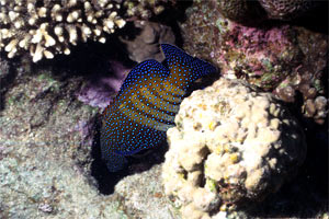 Cernia tropicale (Cephalopholis argus)
