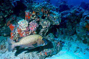 Gaterino arlecchino (Plectorhinchus chaetodontoides)