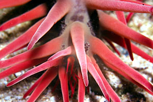 Stella corona di spine (Acanthaster planci)