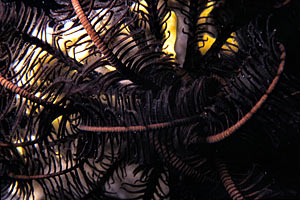 Crinoide (Oxycomanthus bennetti)