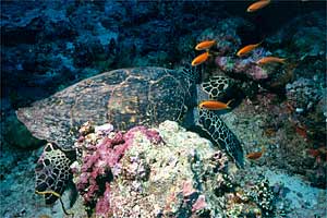 Tartaruga (Eretmochelys imbricata)