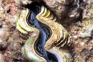 Tridacna (Tridacna maxima)