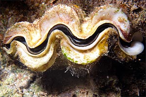 Tridacna (Tridacna maxima)