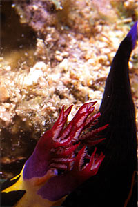 Nudibranchio (Nembrotha megalocera)