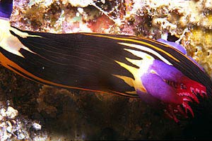 Nudibranchio (Nembrotha megalocera)