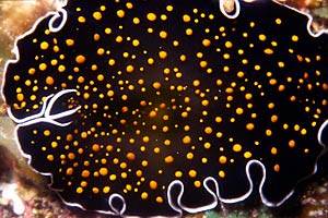 Verme piatto (Thysanozoon nigropapillosum)