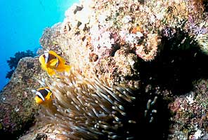 Pesce pagliaccio (Amphiprion bicinctus)