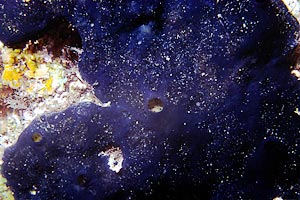 Spugna blu (Haliclona permollis)