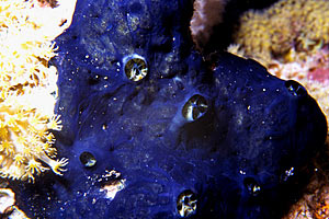 Spugna blu (Haliclona permollis)