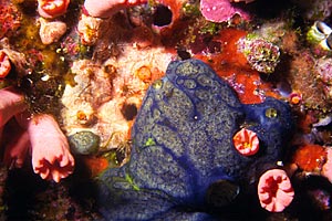 Spugna blu (Haliclona permollis)