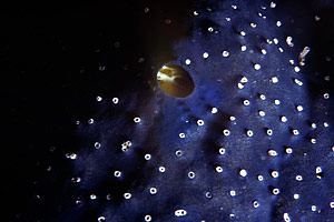 Spugna blu (Haliclona permollis)